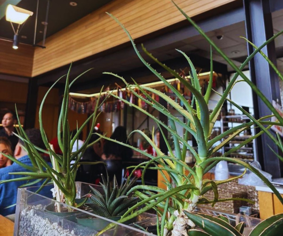 Traveler's Table - Interior Plants