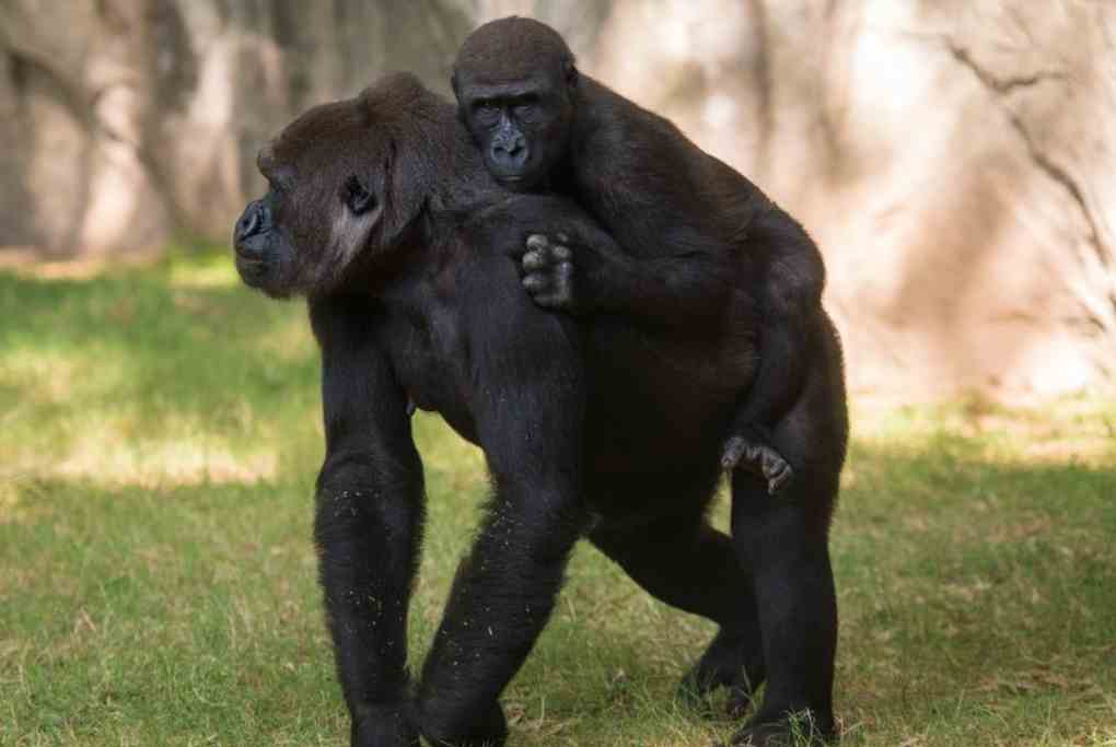 Gorilla at the North Carolina Zoo