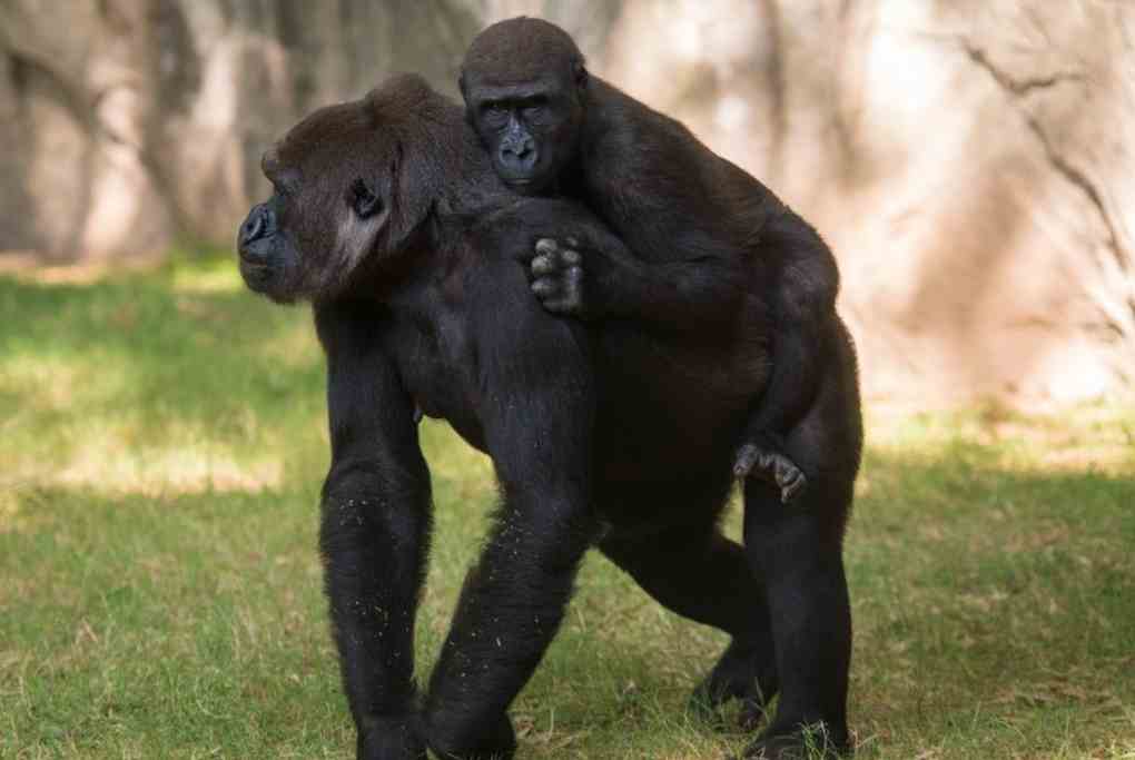 Gorilla at the North Carolina Zoo
