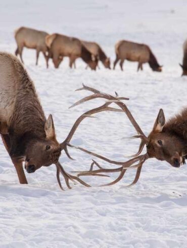 two male elks sparring jackson hole wyoming