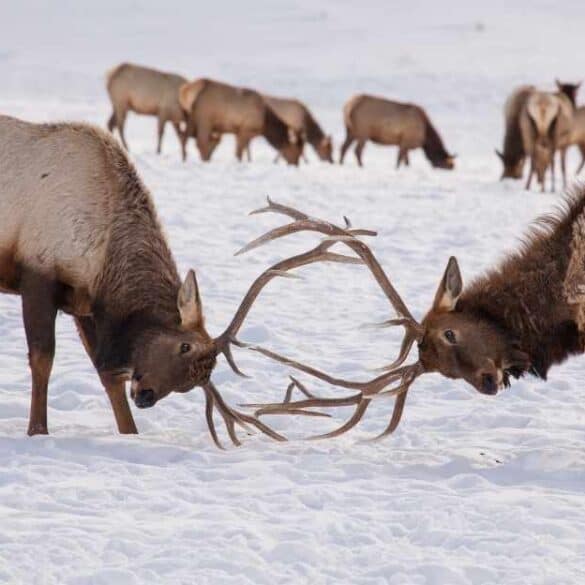 two male elks sparring jackson hole wyoming