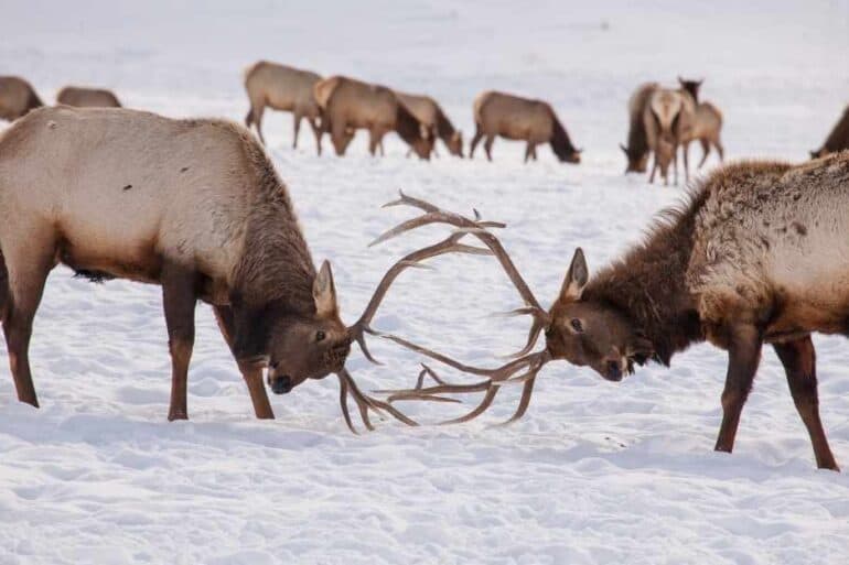 two male elks sparring jackson hole wyoming