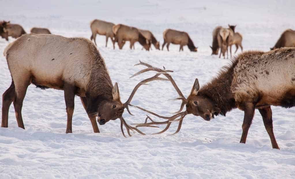 two male elks sparring jackson hole wyoming