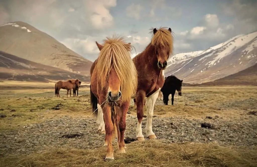 Icelandic Horses