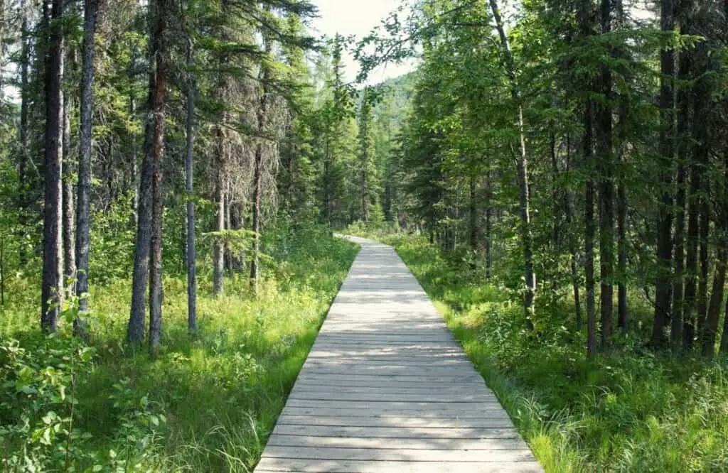 walking trail at Liard River Hot Springs, Alaskan Road Trip