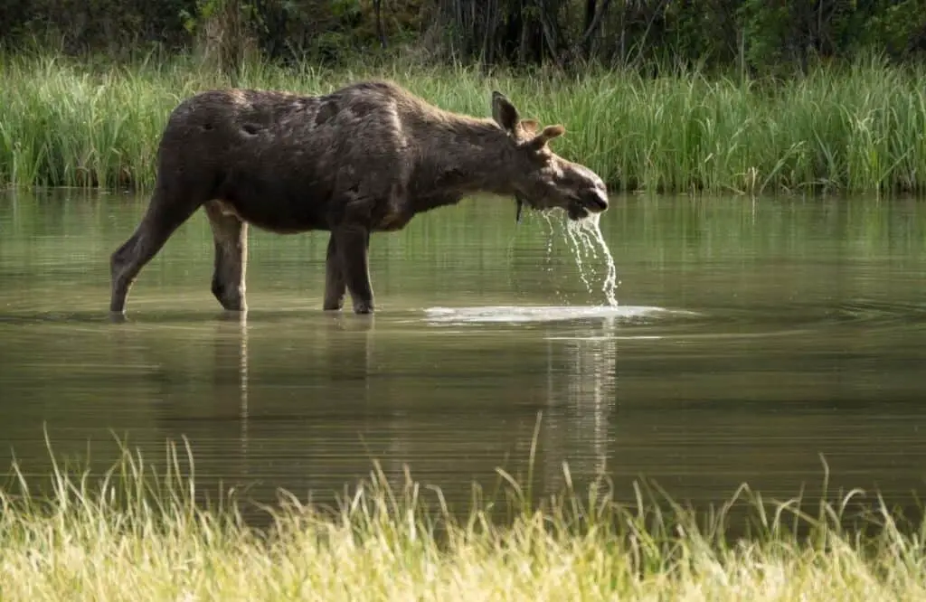 A moose in Muncho Lake Provincial Park Alaska, Road trip ideas in Alaska