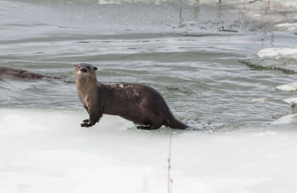 Tetlin National Wildlife Refuge, road trip ideas in Alaska