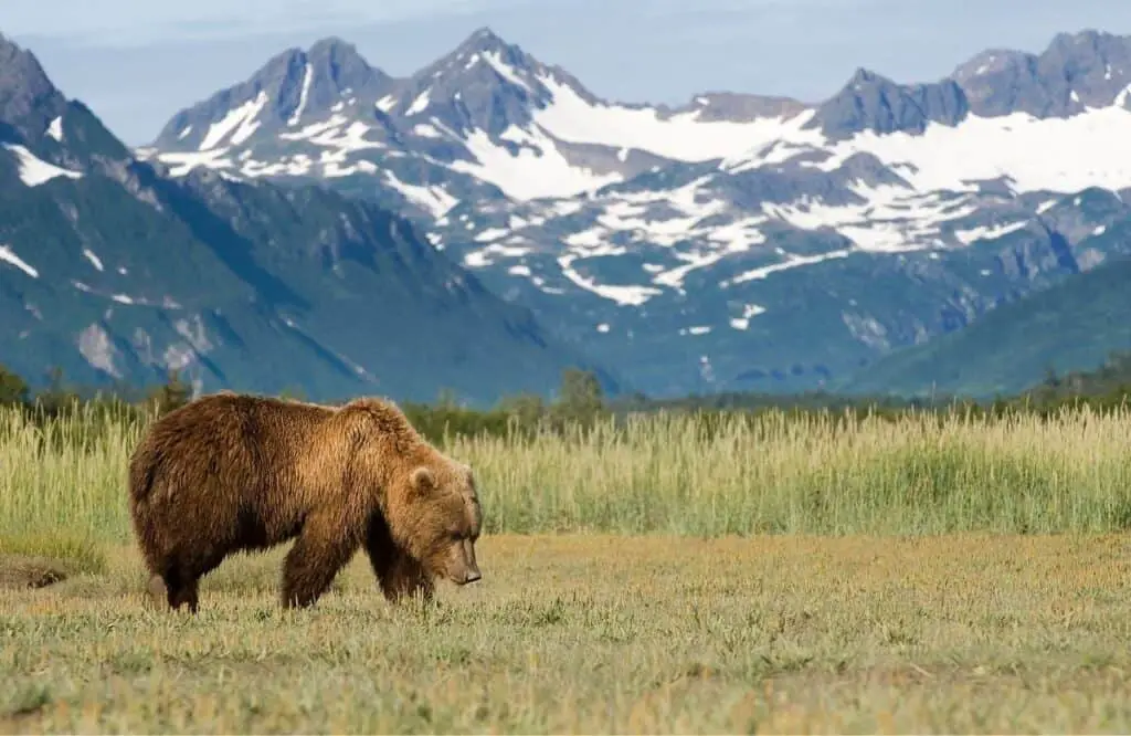 A bear in Alaska, best road trip ideas