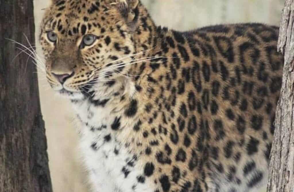ross zoo leopard things to do in binghamton new york