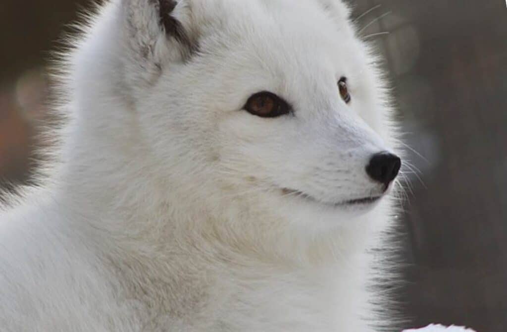 arctic fox ross zoo things to do in binghamton