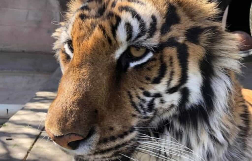 tiger at wright park zoo dodge city