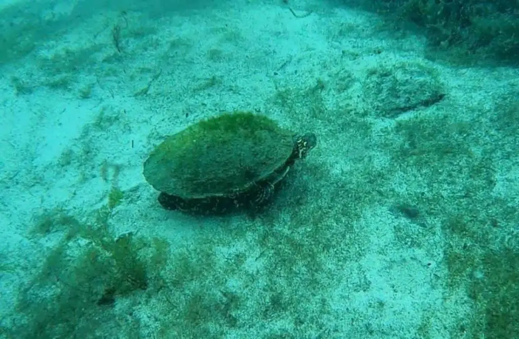 Meadows Center Glass-Bottom Boat Tours, spotting a turtle