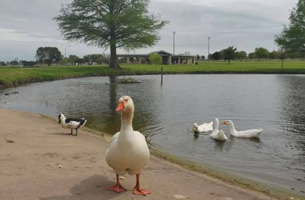ducks at Miller Park, Temple Texas