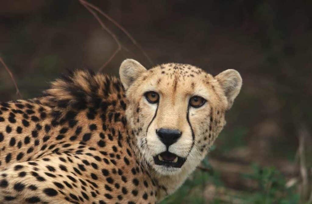 Cheetah at Baton Rouge Zoo