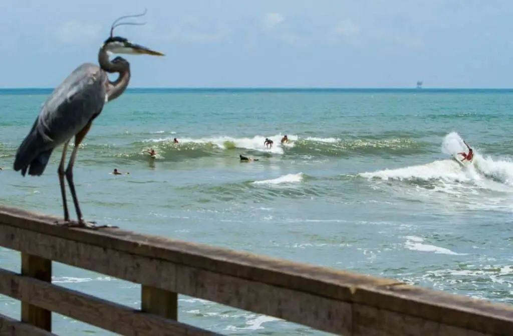 surfing, best things to do near Corpus Christi Tx