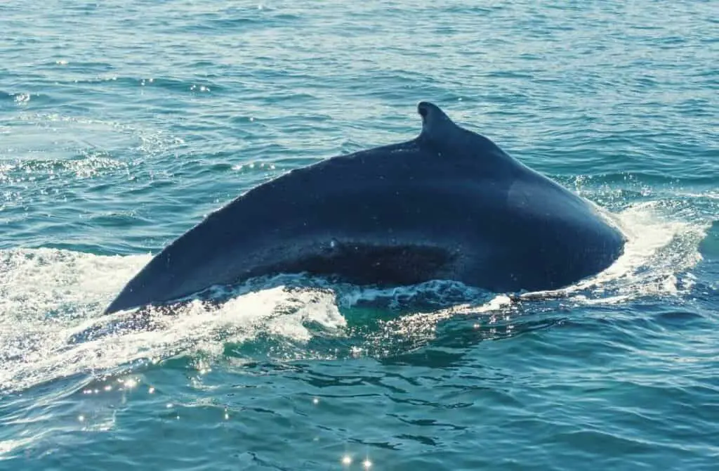 humpback whale in iceland coming out of the water