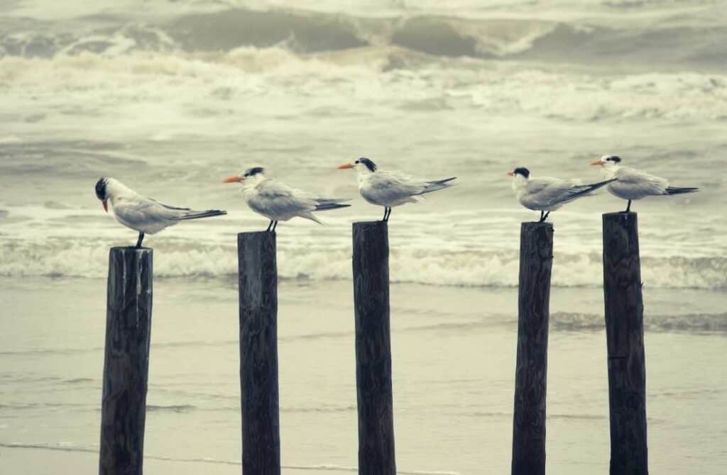 Mustang Island State Park, things to do in corpus christi