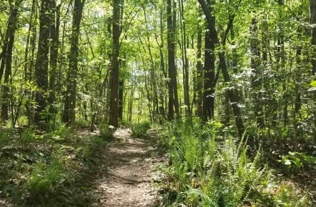 Birkhead Mountain Wilderness