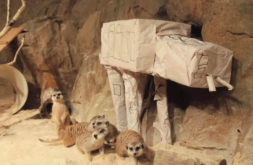 Meerkats with a toy AT-AT for May 4, Chattanooga Zoo