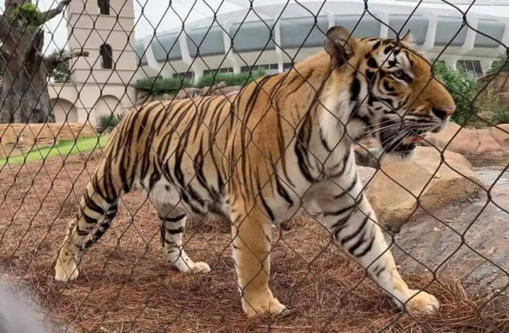 Mike the tiger at Mike the Tiger Habitat in Baton Rouge Louisiana