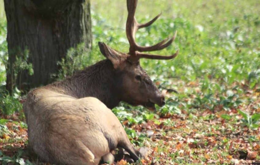 The Best Things to do in Gaylord, Michigan