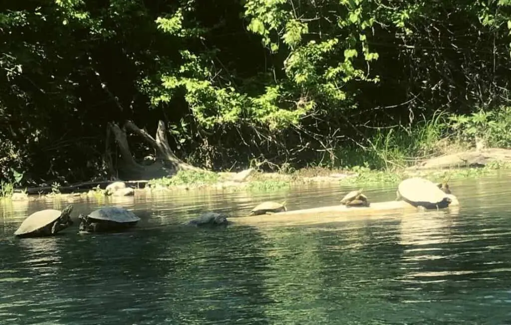 Texas State Tubes