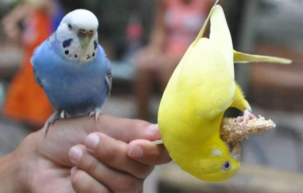 african safari wildlife park bird feeding