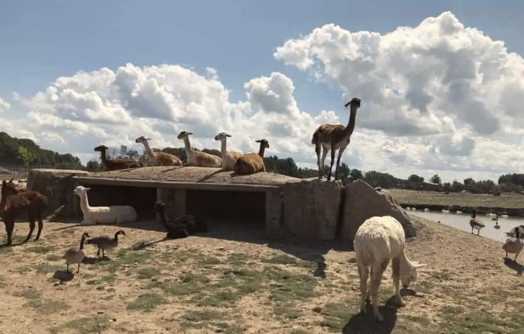 african safari wildlife park