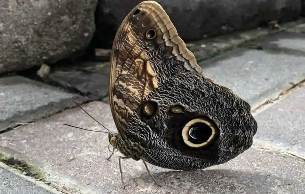 butterfly house Port Clinton (1)