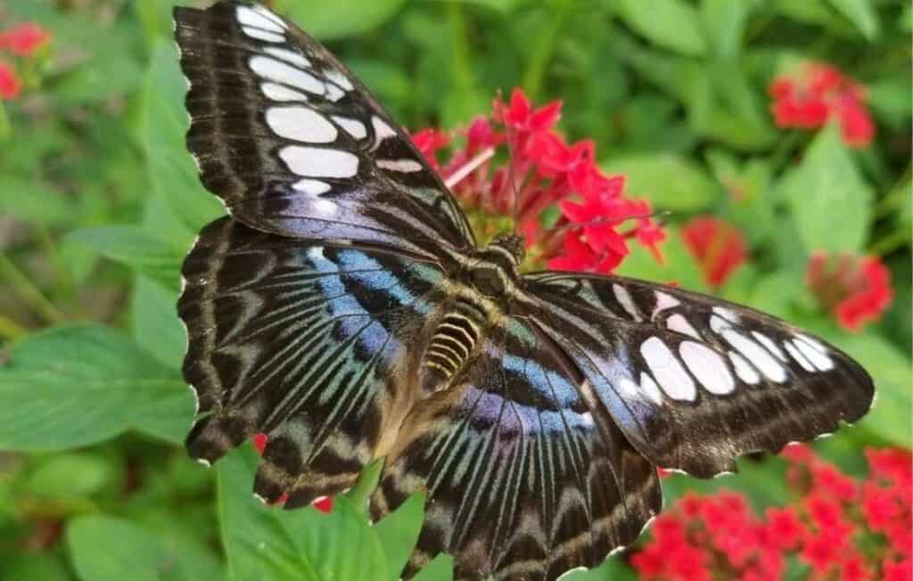 butterfly house Port Clinton (1)