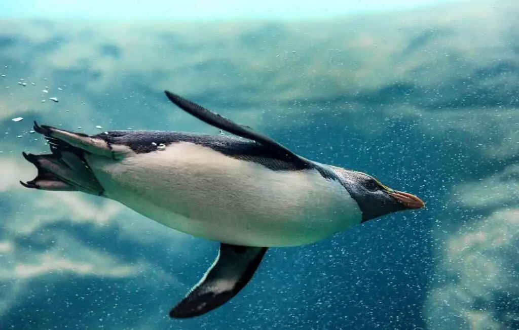 Fiordland Penguin swimming
