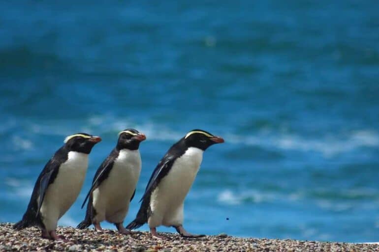 Kiordland Penguins