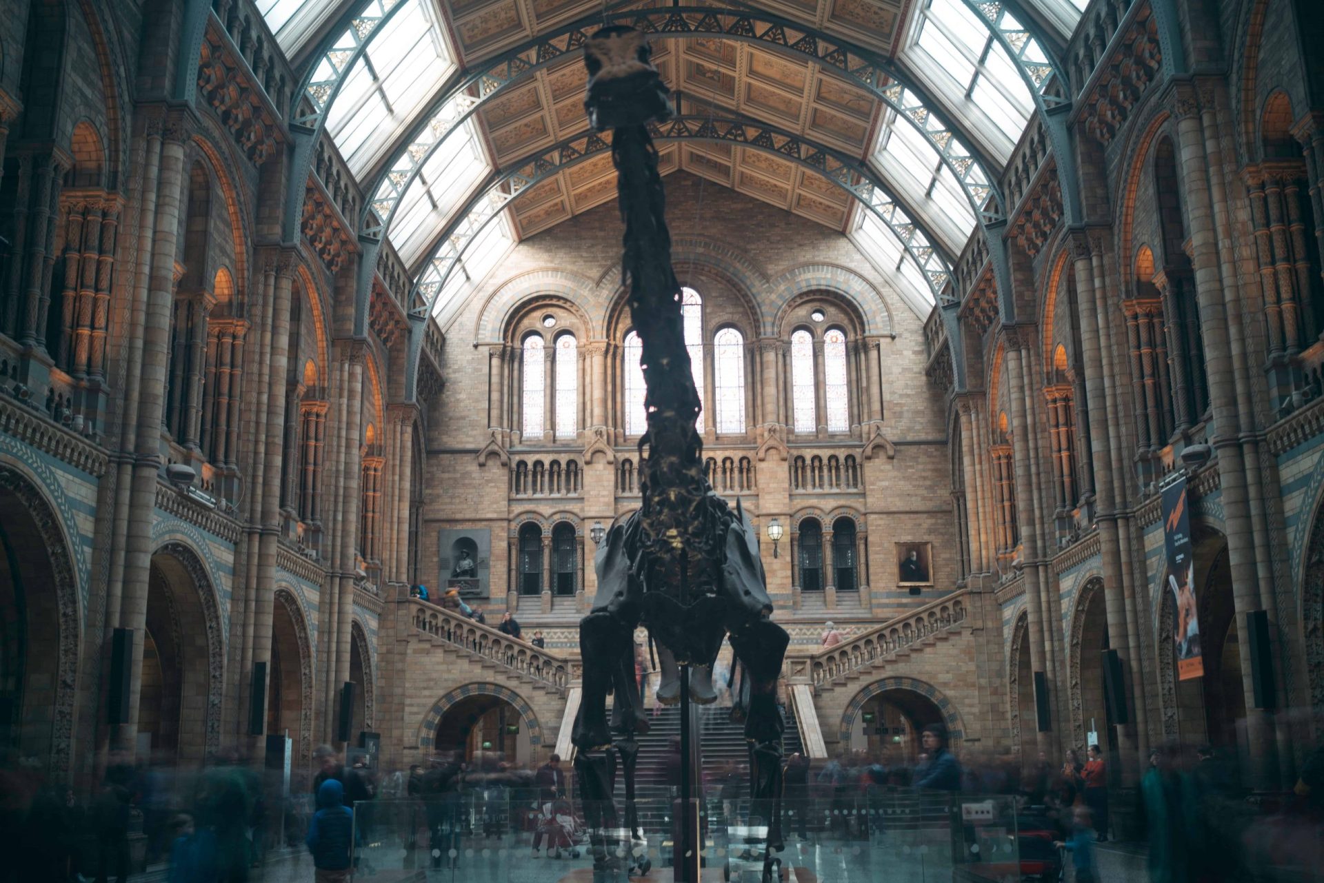 dinosaur skeleton in a museum