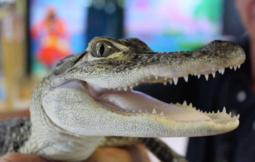 Young Alligator at The Alligator & Wildlife Discovery Center