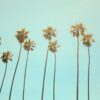 california trees