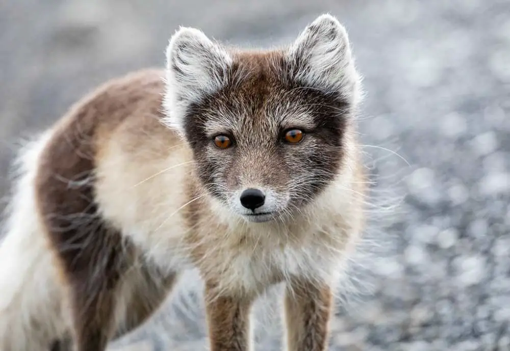 arctic fox found in Norway