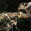 museum of the rockies, bozeman montana
