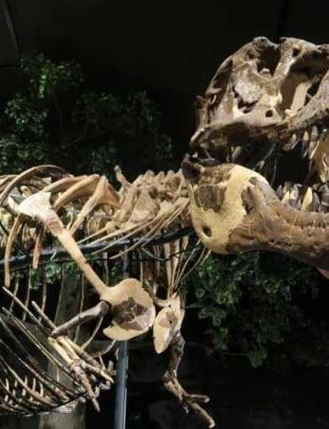 museum of the rockies, bozeman montana
