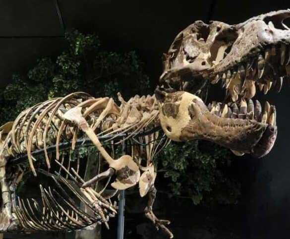 museum of the rockies, bozeman montana