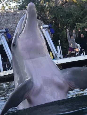 dancing dolphin at Island Dolphin Care, Key Largo Florida