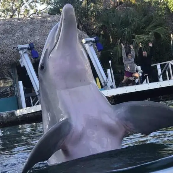 dancing dolphin at Island Dolphin Care, Key Largo Florida