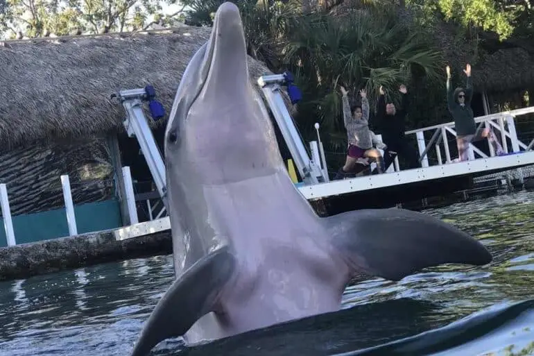 dancing dolphin at Island Dolphin Care, Key Largo Florida