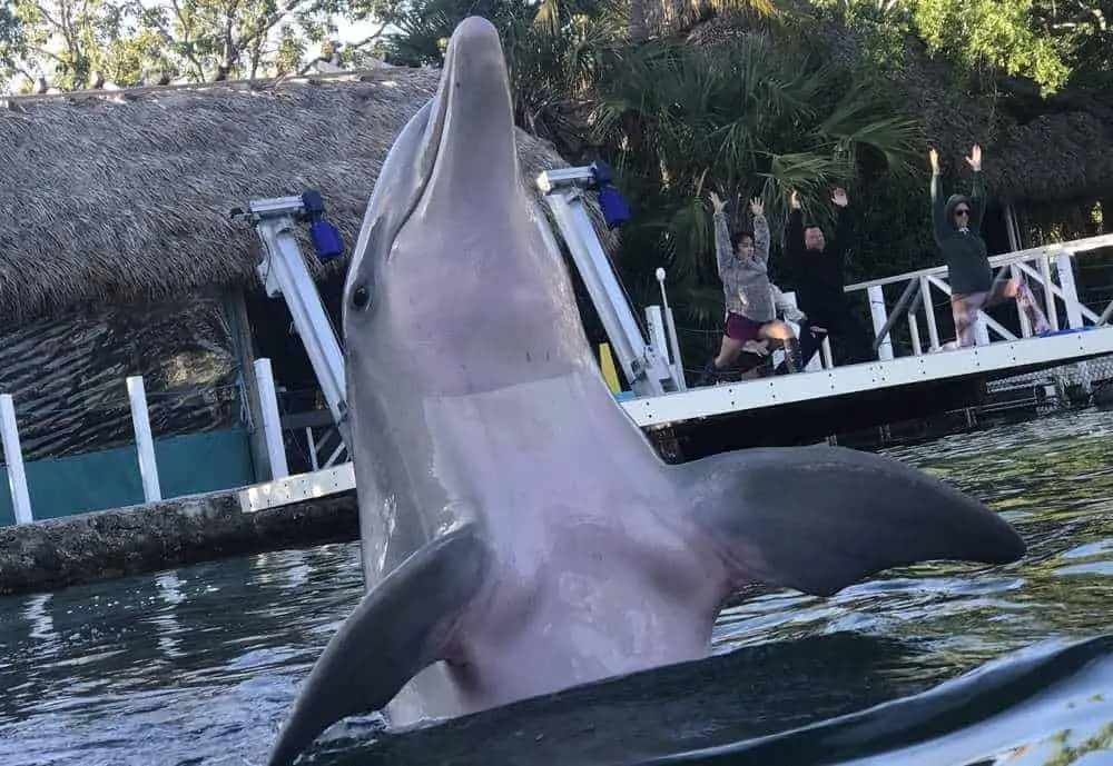 Dolphin at Island Dolphin Care, Key Largo