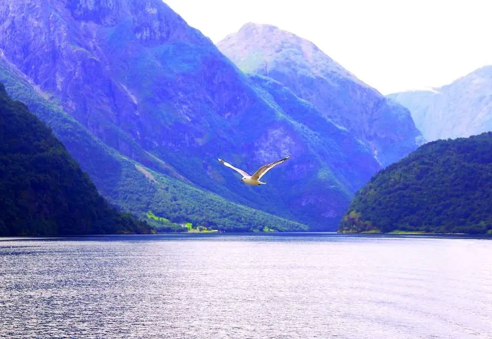 seagull pictured flying through the Norwegian Fjords