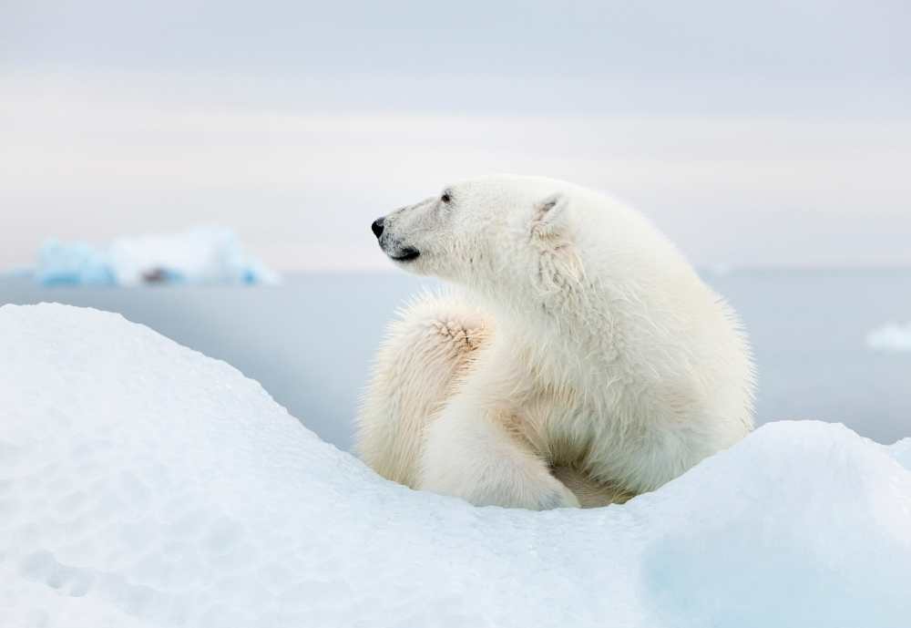 Polar bear in Norway