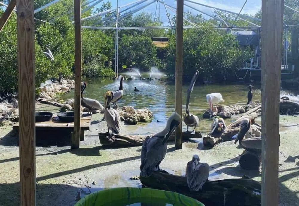 Florida Keys Wild Bird Rehabilitation Center in Key Largo FL