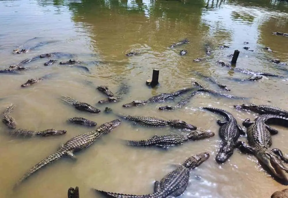 Gator Country, Best things to do in Beaumont TX