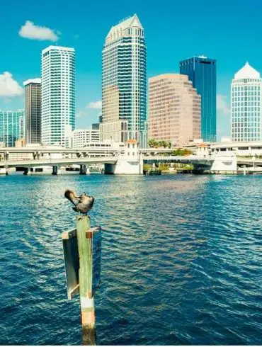 View of Tampa Bay Skyline