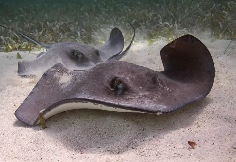 Hol Chan Marine Reserve and Shark Ray Alley, fun things to do in Belize City