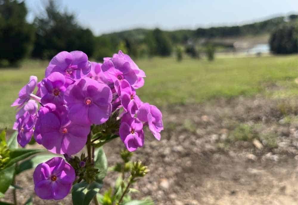 Tulsa Botanic Garden, best things to do in Tulsa OK